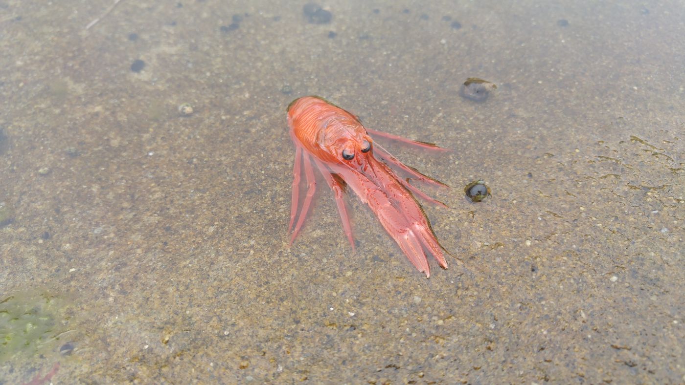 shrimp la jolla