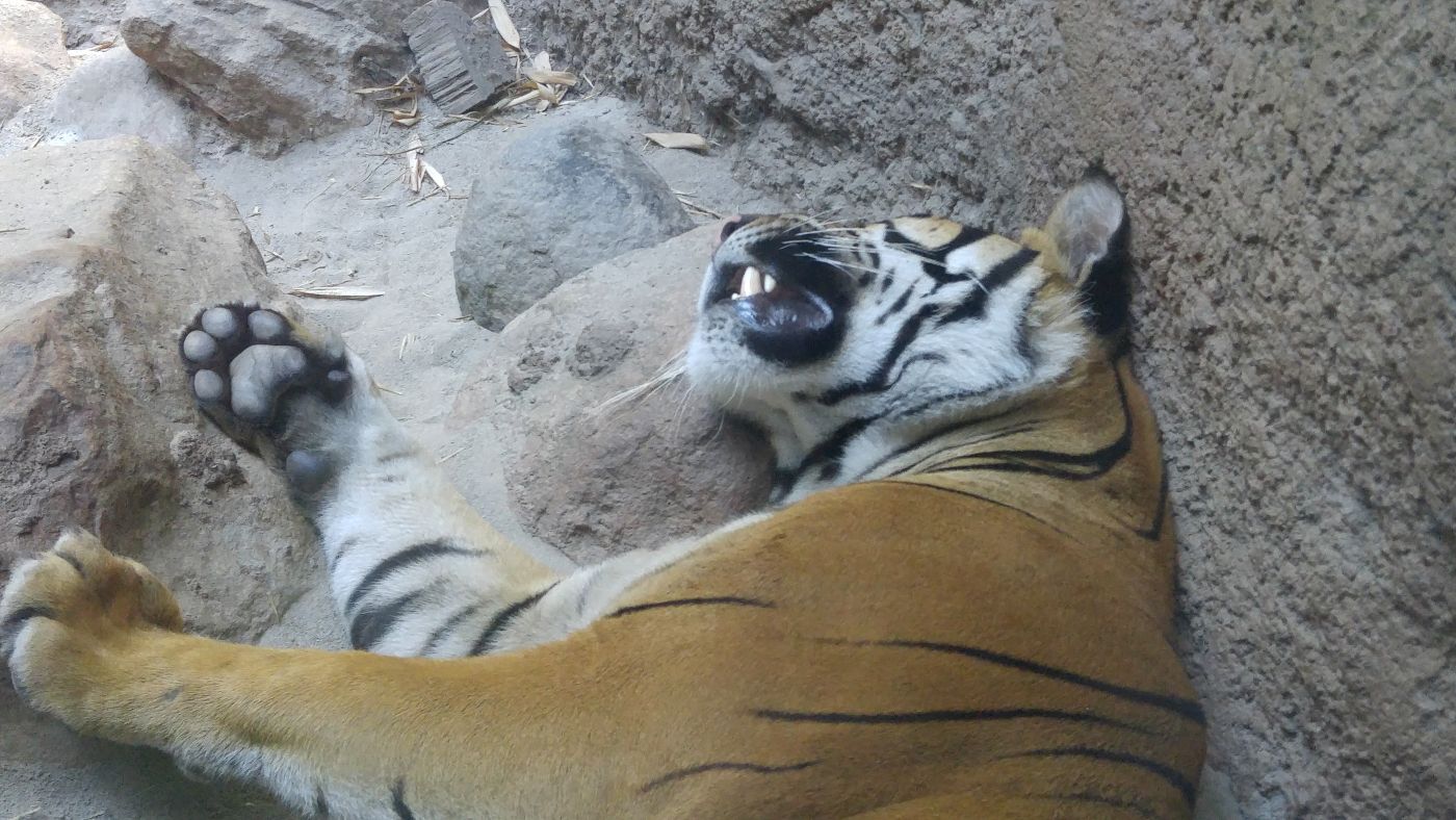 San Diego Zoo Tiger