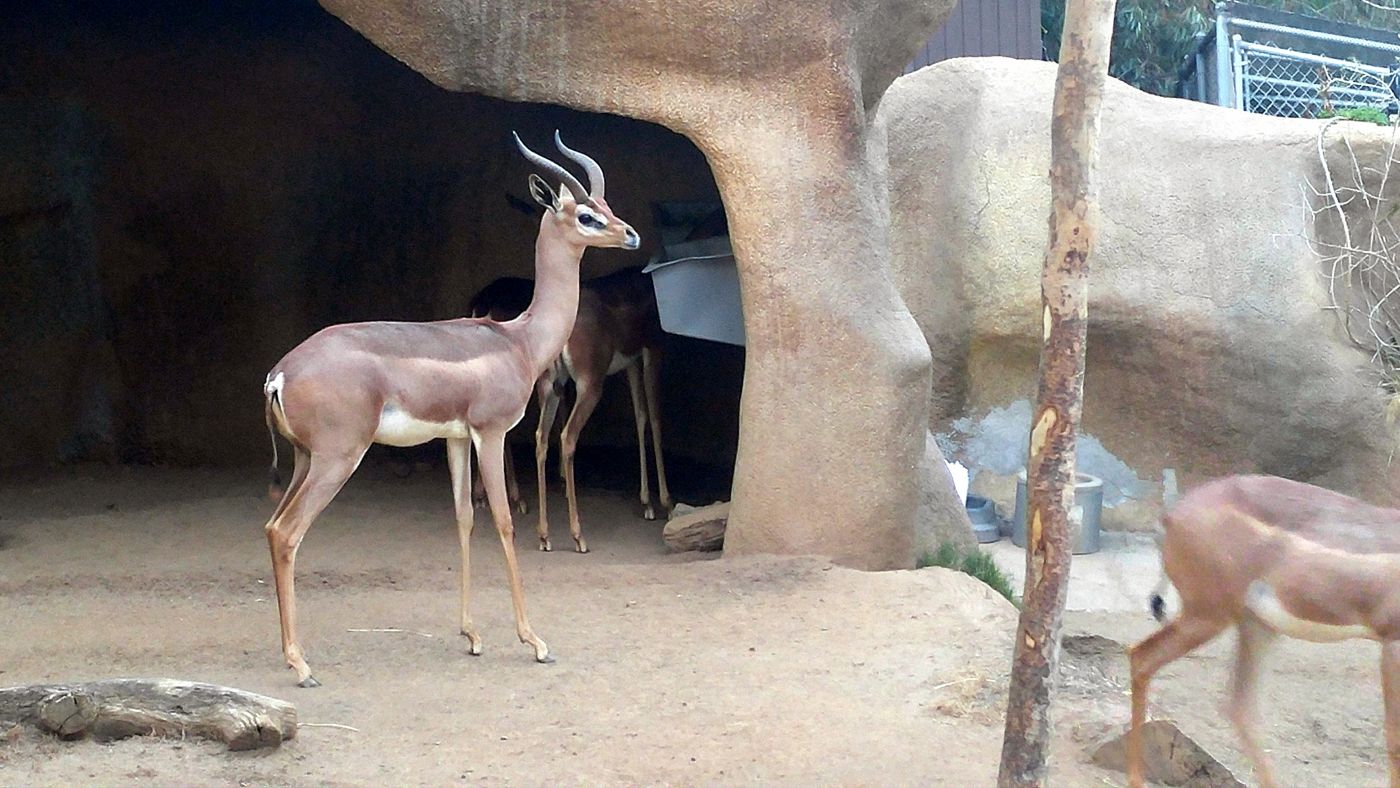 San Diego Zoo antelope