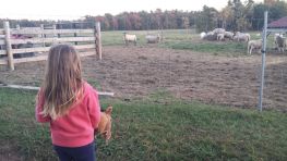 As Always, Stick Horse Laz Causes Alarm Among Other Animals.
