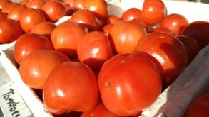 Roadside Farmstand Tomatoes.