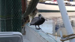More Animal Friends.