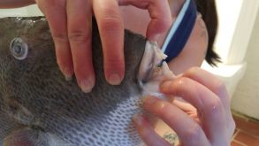 The Canines of a Trigger Fish.