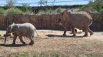Large Elephant Family, Reid Park Zoo.