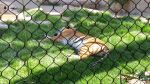 Love/hate Relationship with Zoos. Malayan Tiger Relaxing in Grass. Reid Park Zoo.