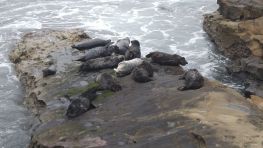 Basking sea lions in La Jolla, CA.