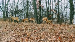 Deer Michigan Woods