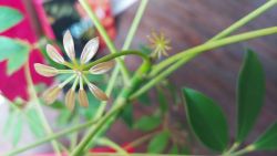 Born from Gram's tree. Schefflera Baby