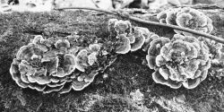 Playing with the settings. B&W Mushrooms Log Kalamazoo Woods