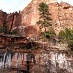 Zion National Park Zion National Park Lodge roadtrip cliff pine