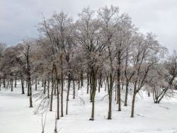 Winter in the park in Holland, Michigan. winter park holland michigan trees