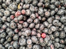 Abundance of Michigan blueberries. michigan blueberries