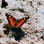 California tortoiseshells all along the beach. migrating california butterfly