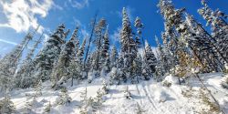 So much snow, so heavy and abundant, resting atop the pine boughs. Stanley, Idaho. highway 21 stanley id pines winter mountains
